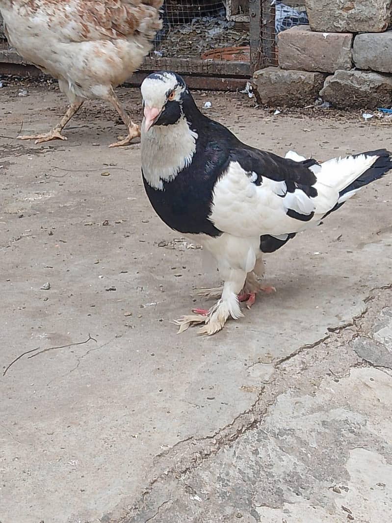 pigeons 1