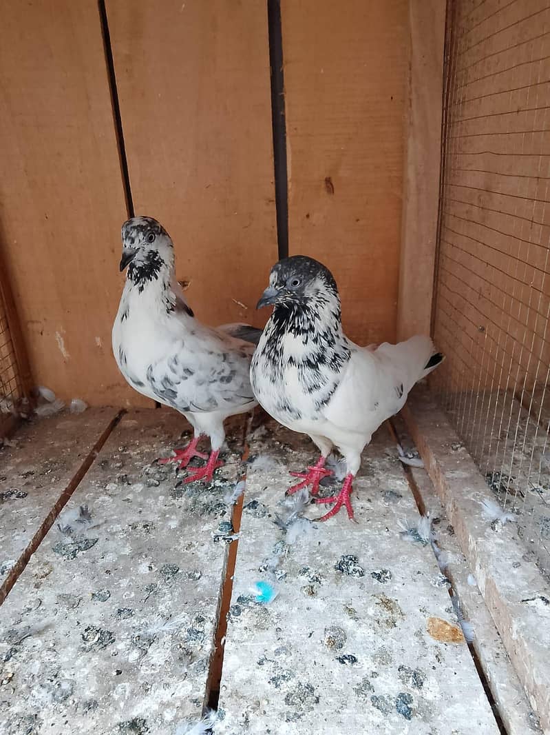 pigeons 2