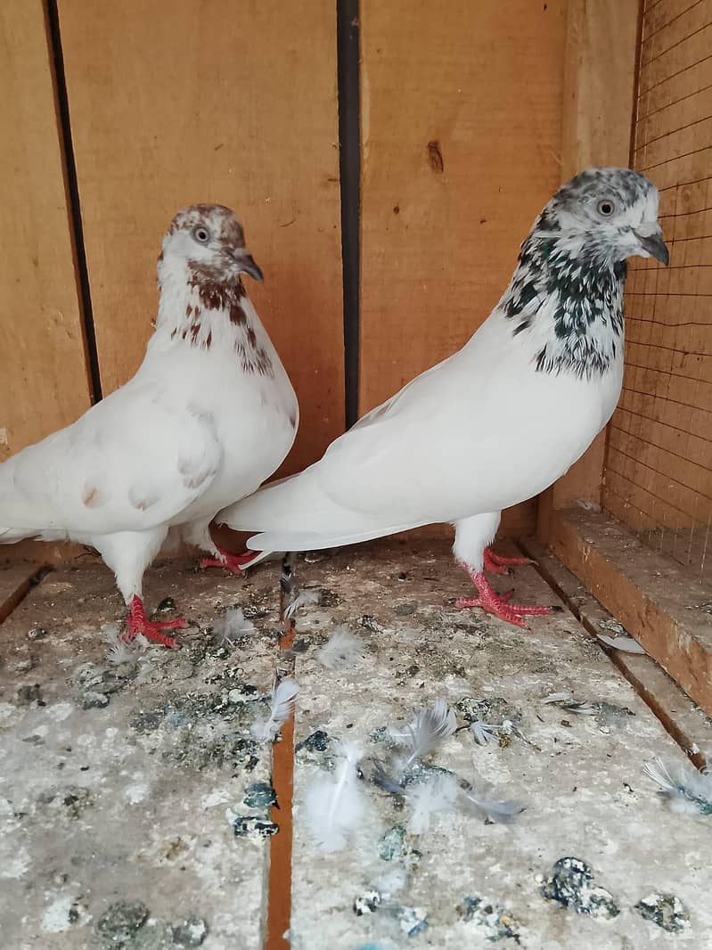pigeons 3