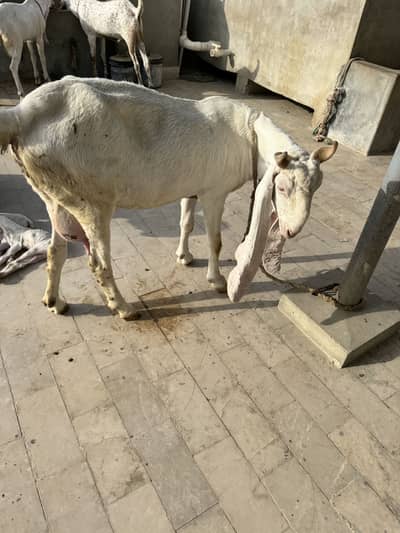 Gulabi goat with 3 kids