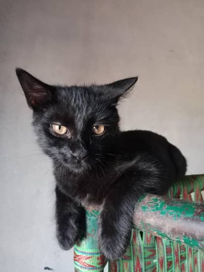 Black Persian cat