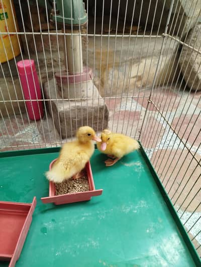 Cute Baby Ducks For sale
