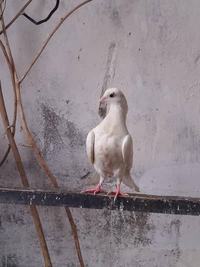 Large Size Bird Cage with Complete Setup Available
