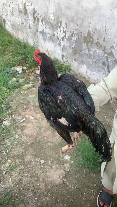 this is very best hen