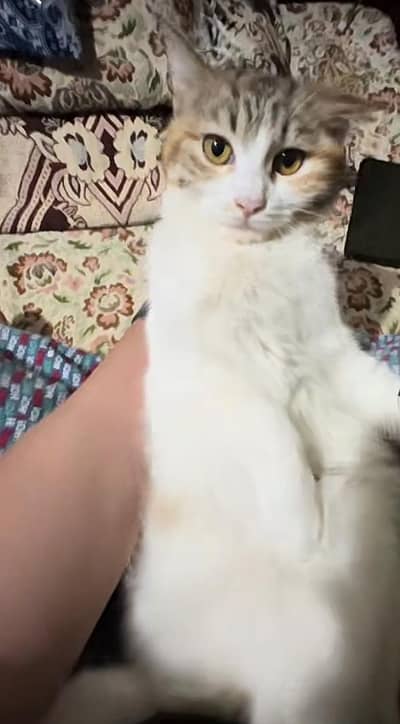 mixed breed female cat for sale