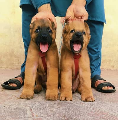 AtAghan kichi security guard dog for sale pavourite