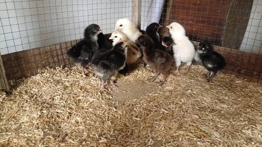 Light Sussex haritage pure desi chicks for sale |  ayam cemani