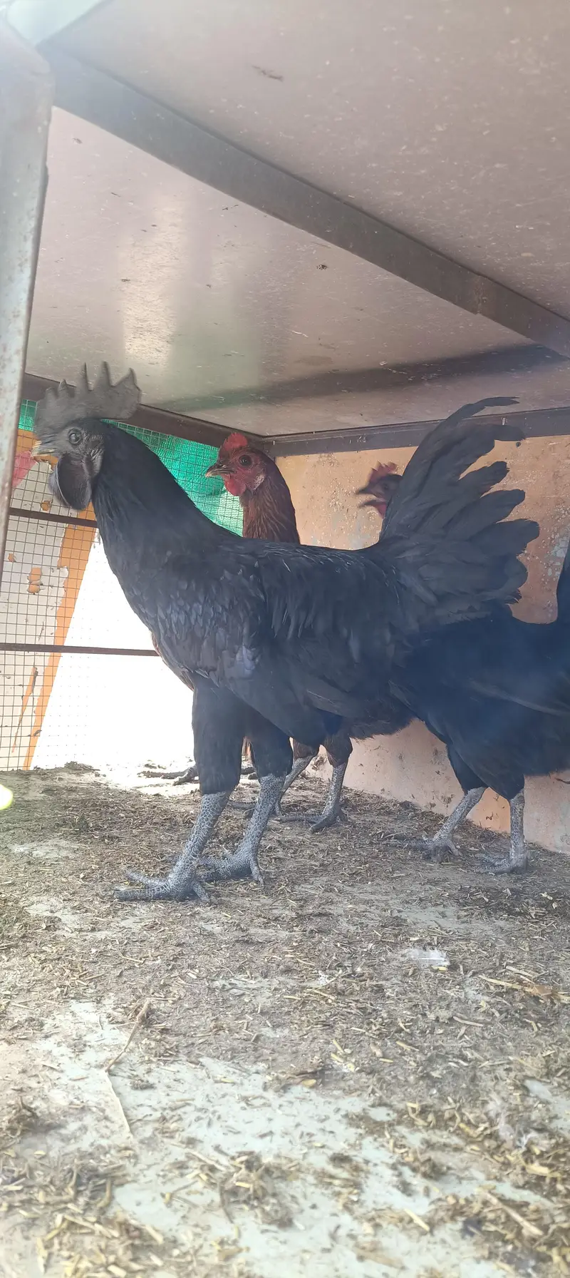 Light Sussex haritage pure desi chicks for sale |  ayam cemani — photo 3