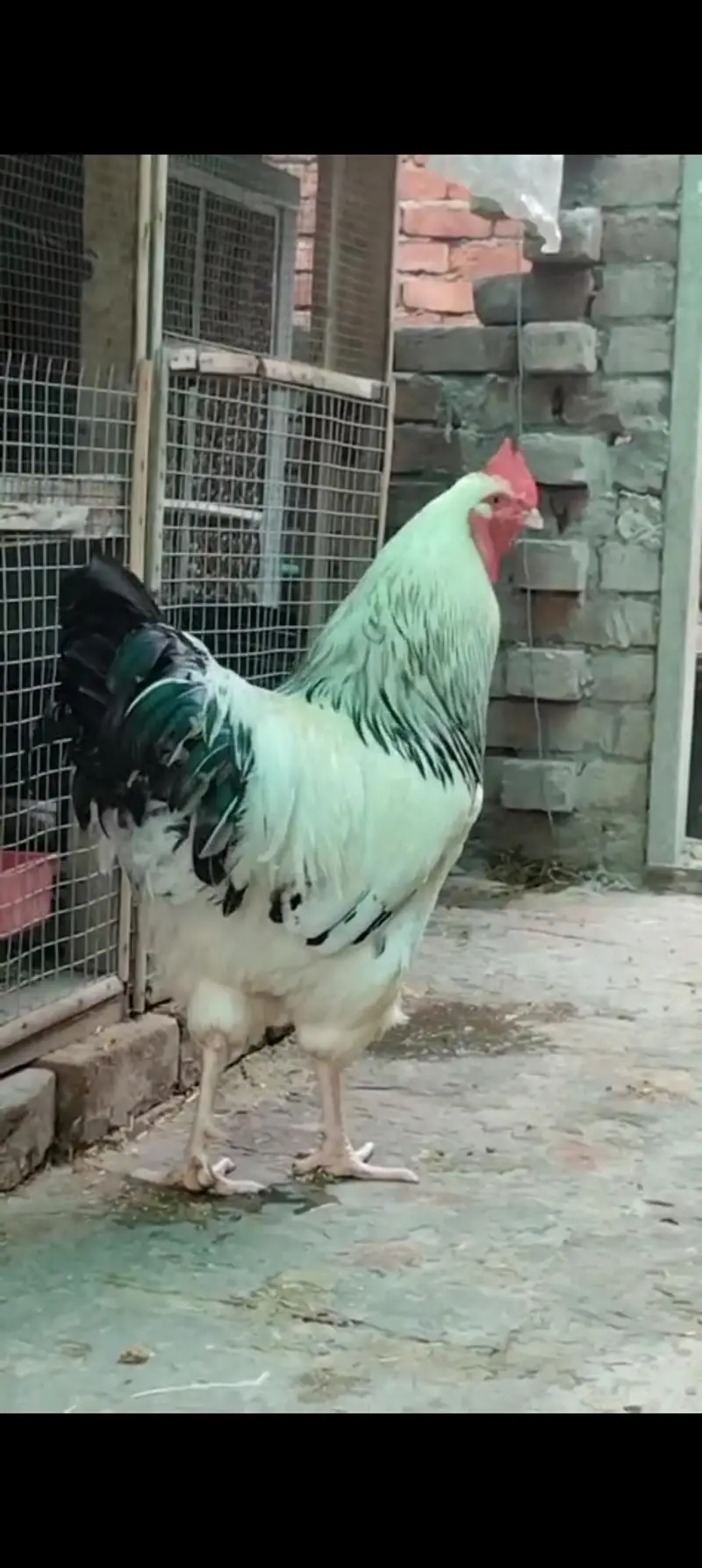 Light Sussex haritage pure desi chicks for sale |  ayam cemani — photo 4