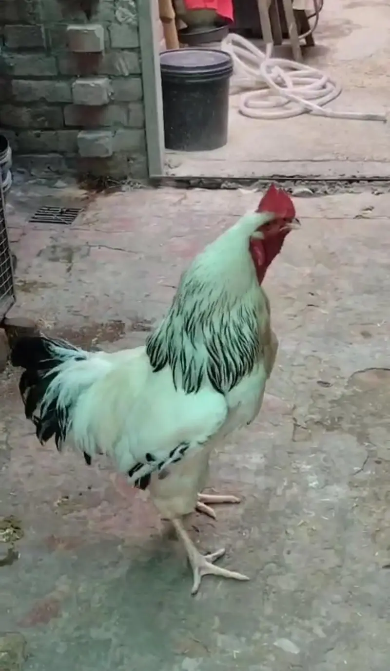 Light Sussex haritage pure desi chicks for sale |  ayam cemani — photo 5