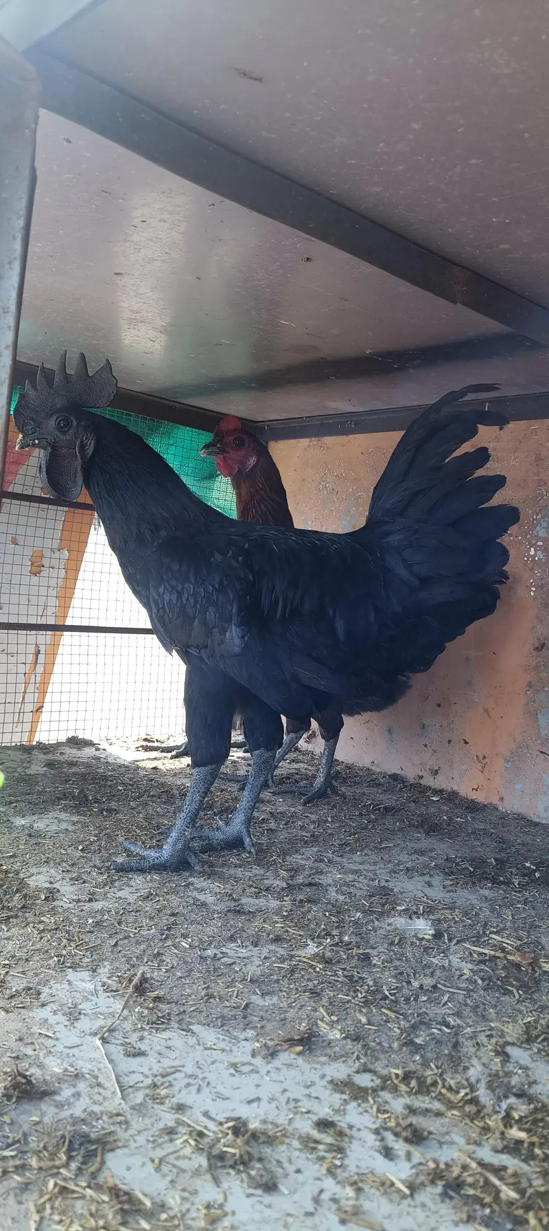 Light Sussex haritage pure desi chicks for sale |  ayam cemani — photo 6