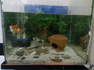 FISHES AND AQUARIUM