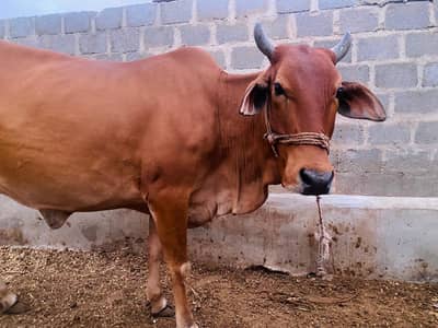 Red Sindhi Cow for Sale | 4 Years | 6 KG Daily Milk| Ready for Mating