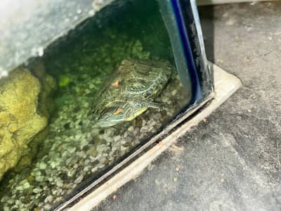 Turtle for sale