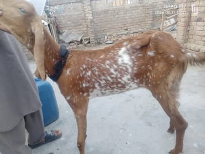 makki chini and rajanpuri female path for sale