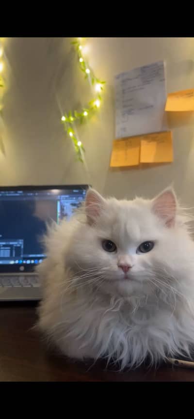 White Persian Male Cat Triple Coated for Sale