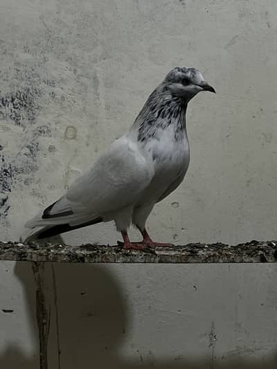 Sialkoti bateri female