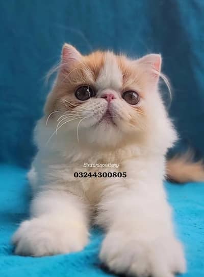peke face kitten pure cfa registerd