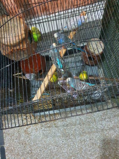 mashallha full size astealean parrots for sale wts. 03088208731