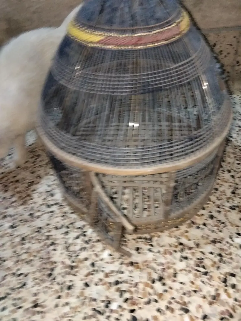 Teether ka cage available ha — photo 2