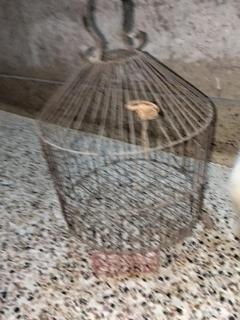 Teether ka cage available ha — photo 3