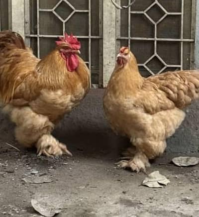 golden buff,bantam, silkie, polish