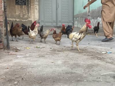 Healthy Chickens for Sale – 7 Females & 3 Males | Multan