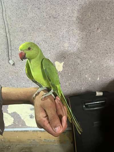 very beautiful parrot