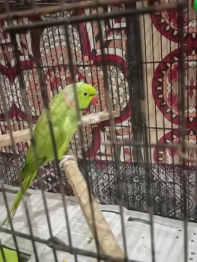 Male parrot