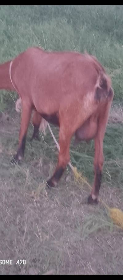 VIP ghabban Bakri goat for sale