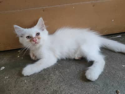 Persian Cats