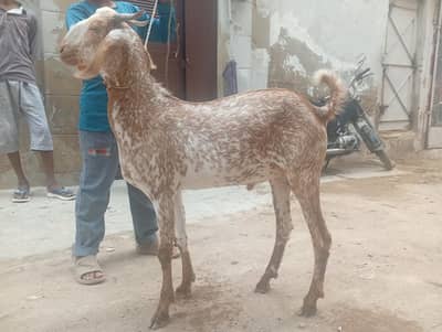 Makha Cheeni Bakra Beautiful & Healthy Goat for Sale