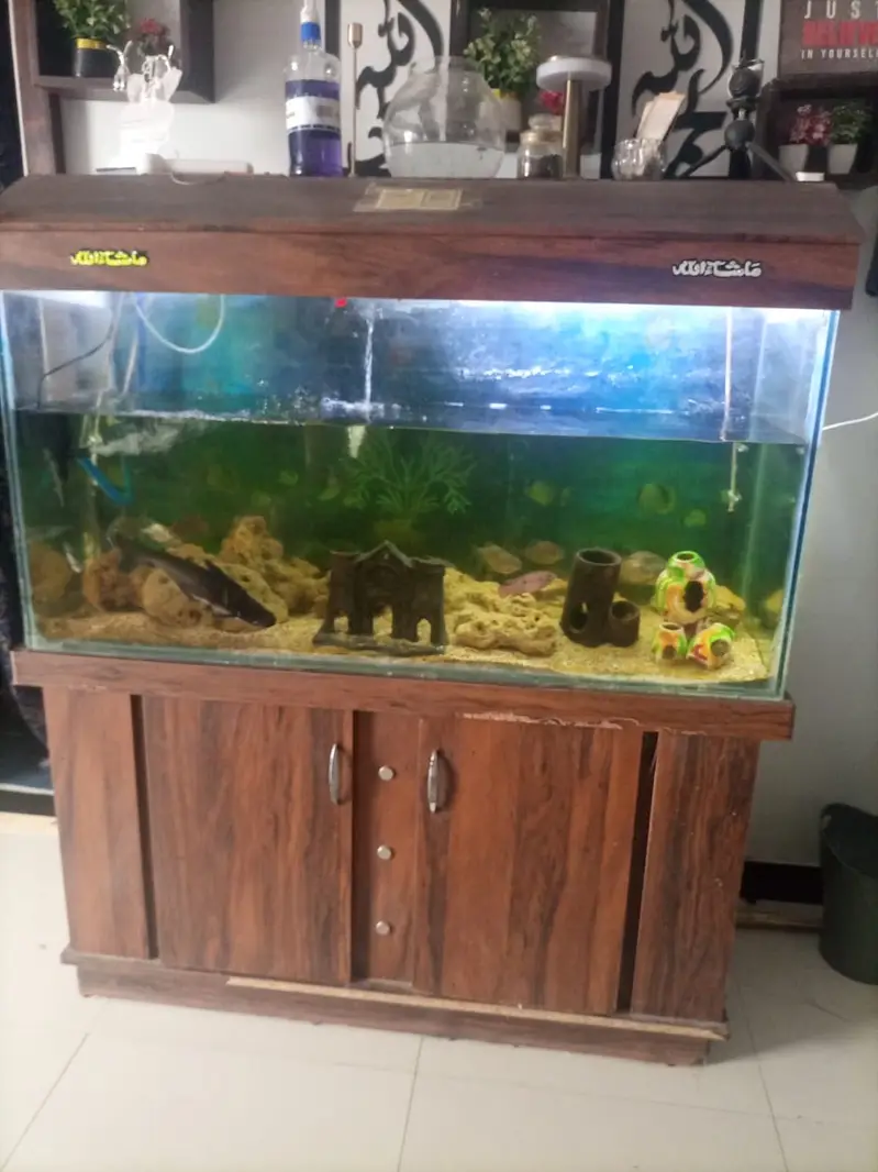 Fish  and aquarium aquarium for sale — photo 2