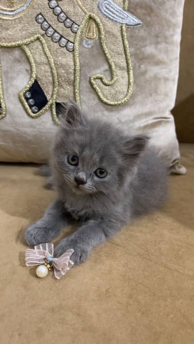 Persian grey kitten