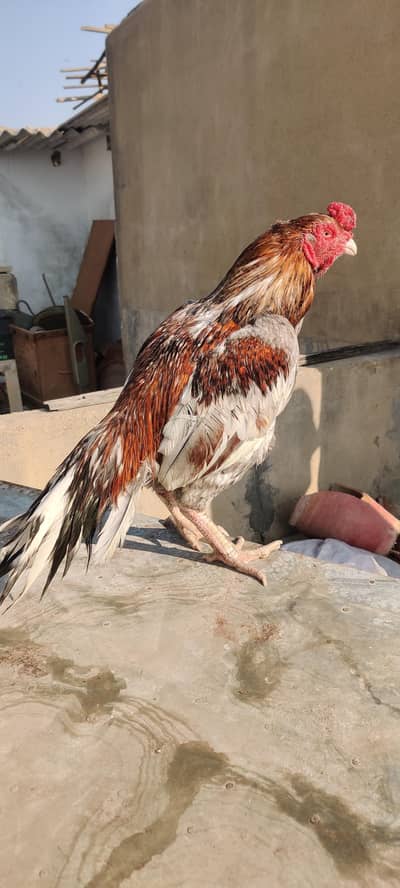 meerthi old bloodline