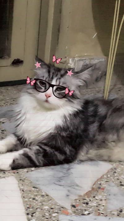 Lofii