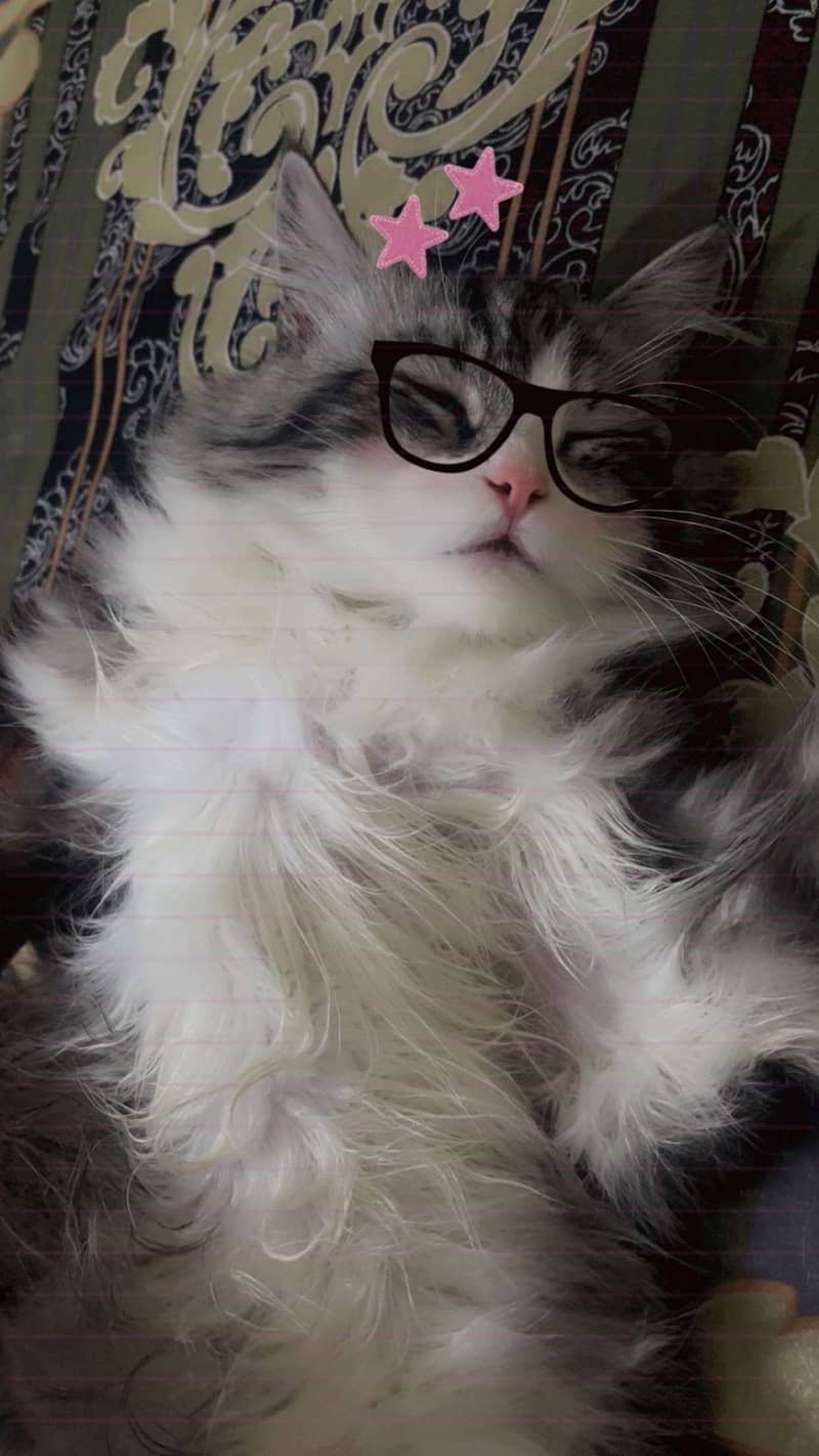Lofii 1