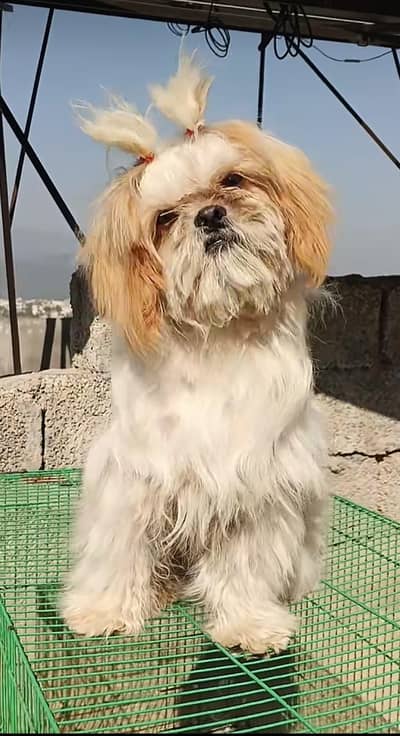 shihtzu male available for sale