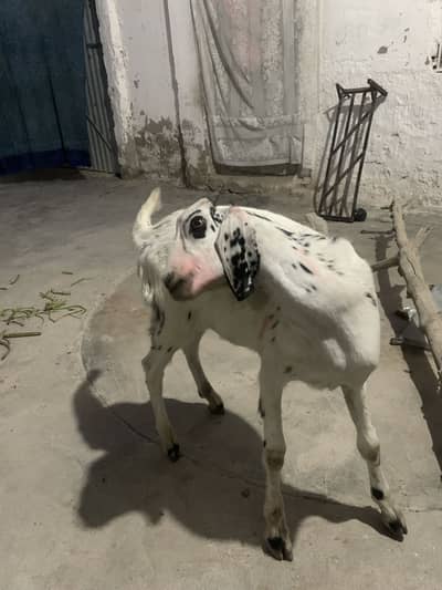 Naslii bakra