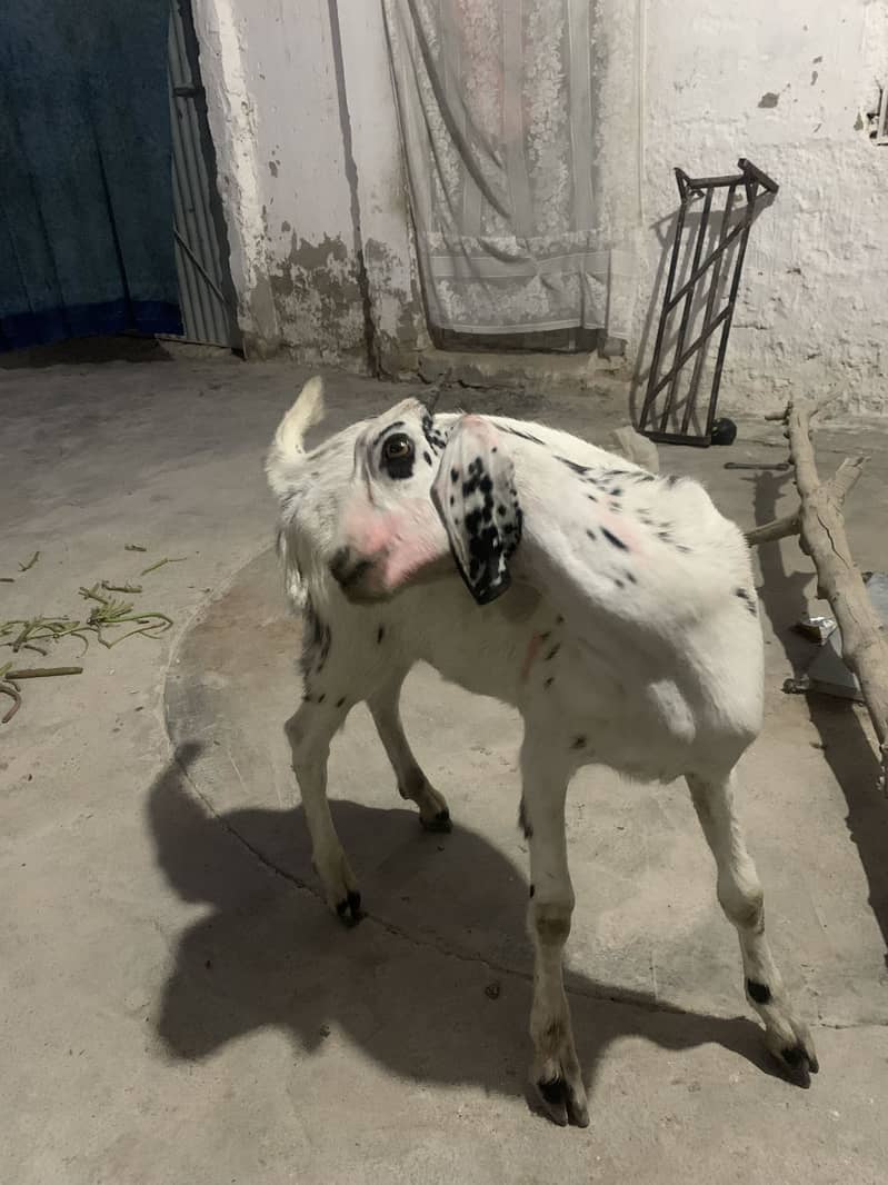 Naslii bakra 0