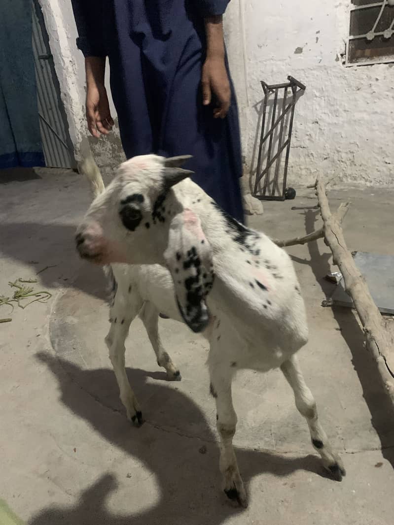 Naslii bakra 1