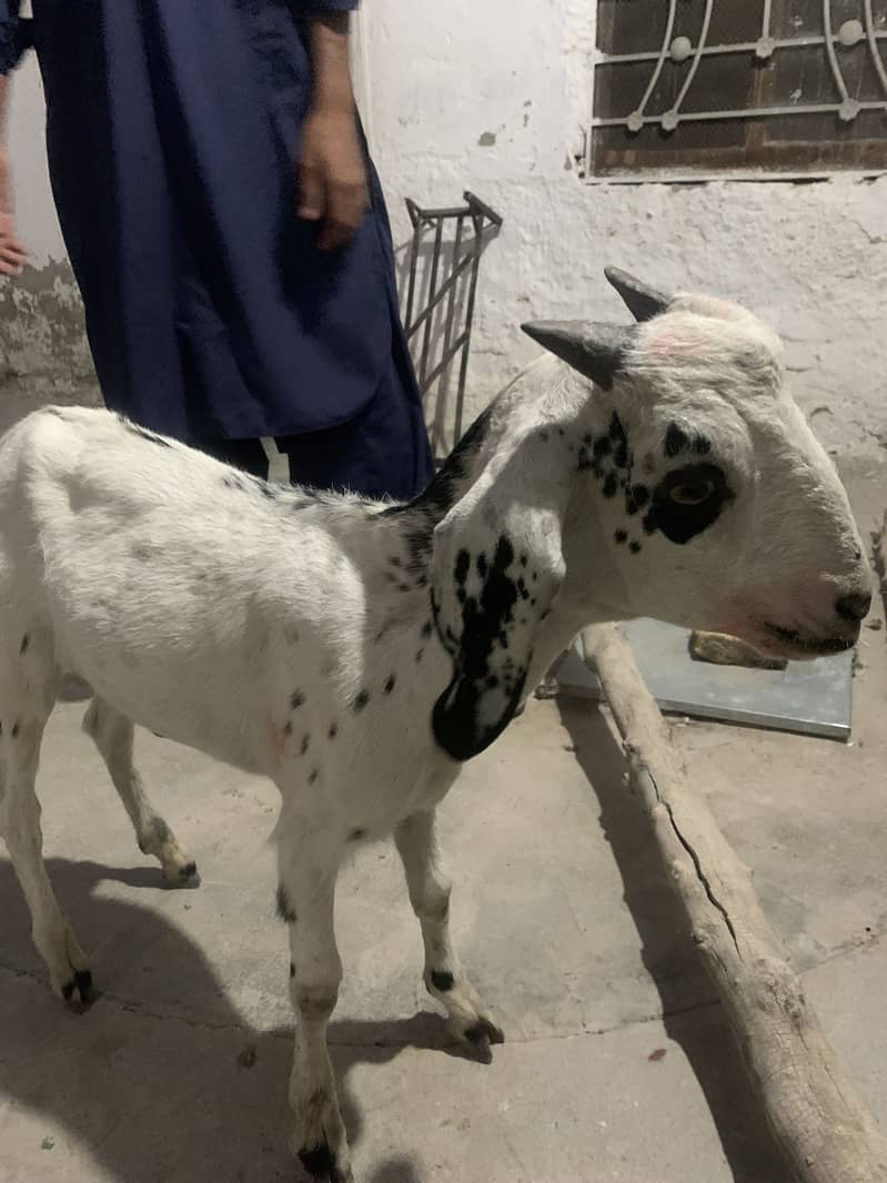 Naslii bakra 2