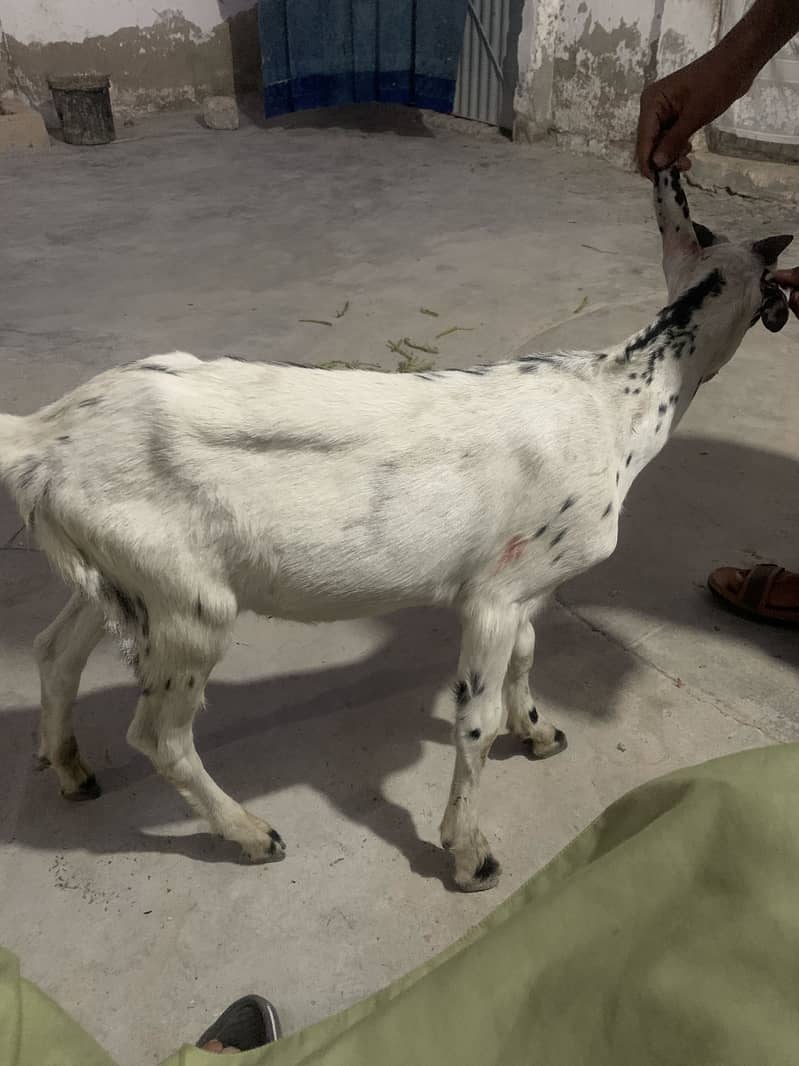 Naslii bakra 3