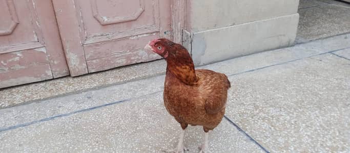 pali aseel hen