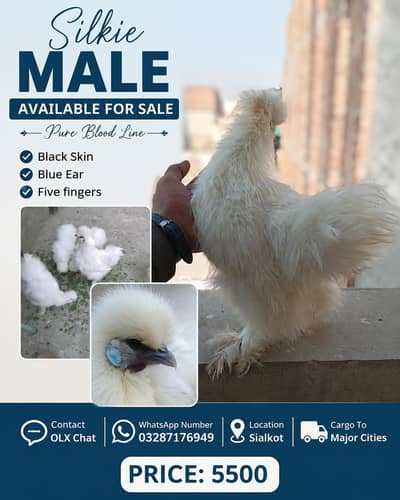 Silkie Male Only Available For Sale