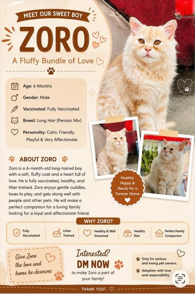 cute and healthy kitten contact on WhatsApp