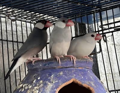 Java finch breeder pair 2 pair 1 female