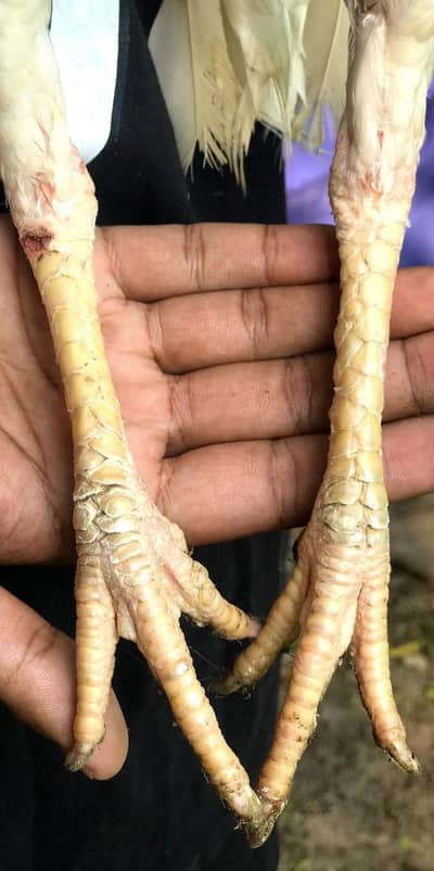 Pure Aseel Sindhi cross madi+ 1 paper White