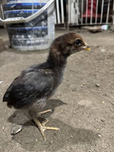 Aseel chicks for sale