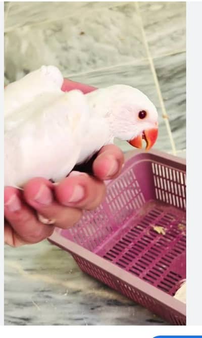 Albino Ringneck